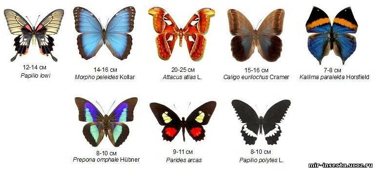 Какие имена бабочек. Название бабочек. Виды бабочек с названиями. Самые известные названия бабочек. Бабочки с названиями для детей.